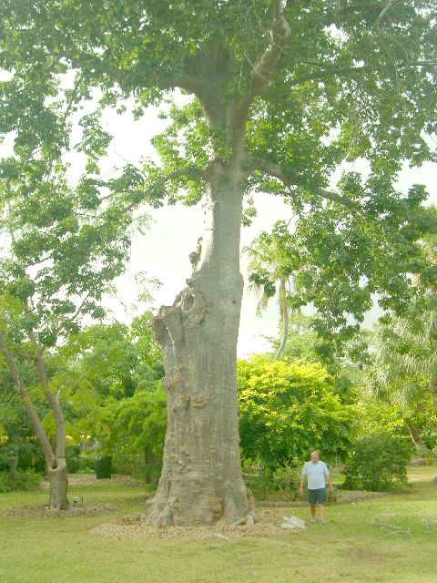 adansonia digitata.jpg